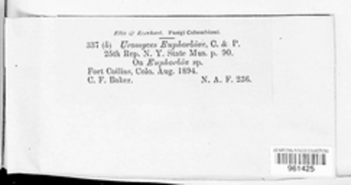 Uromyces euphorbiae image